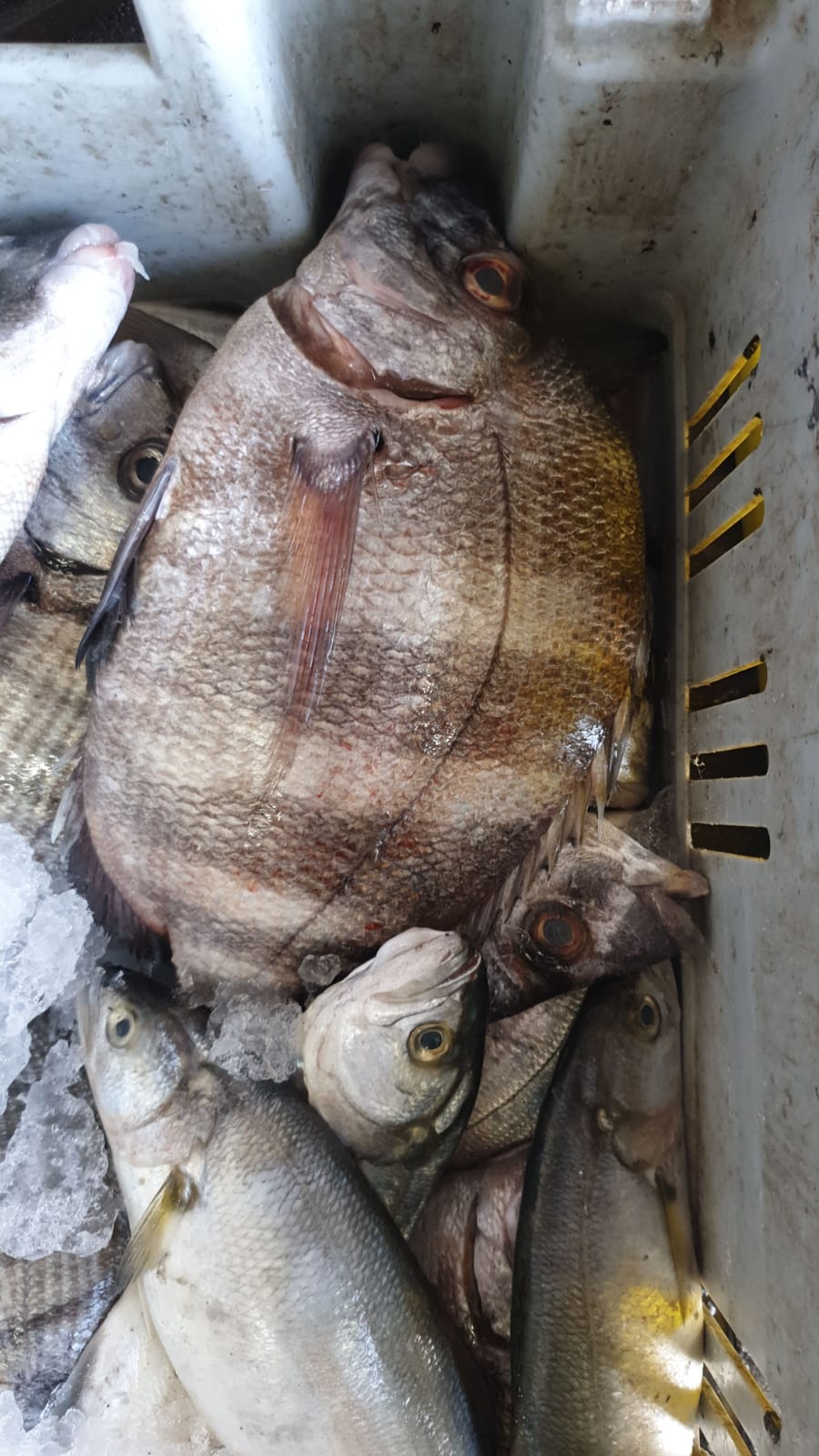 WhatsApp Image 2020-01-30 at 10.31.22 AM.jpeg.jpeg